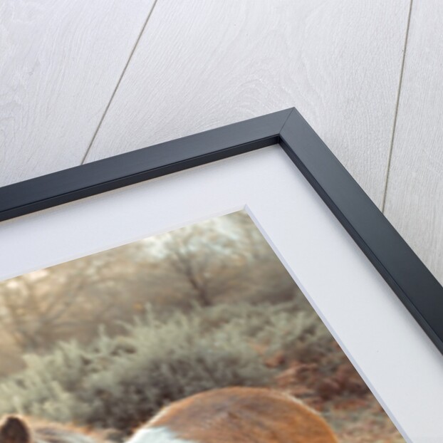 Horse in forest by Assaf Frank